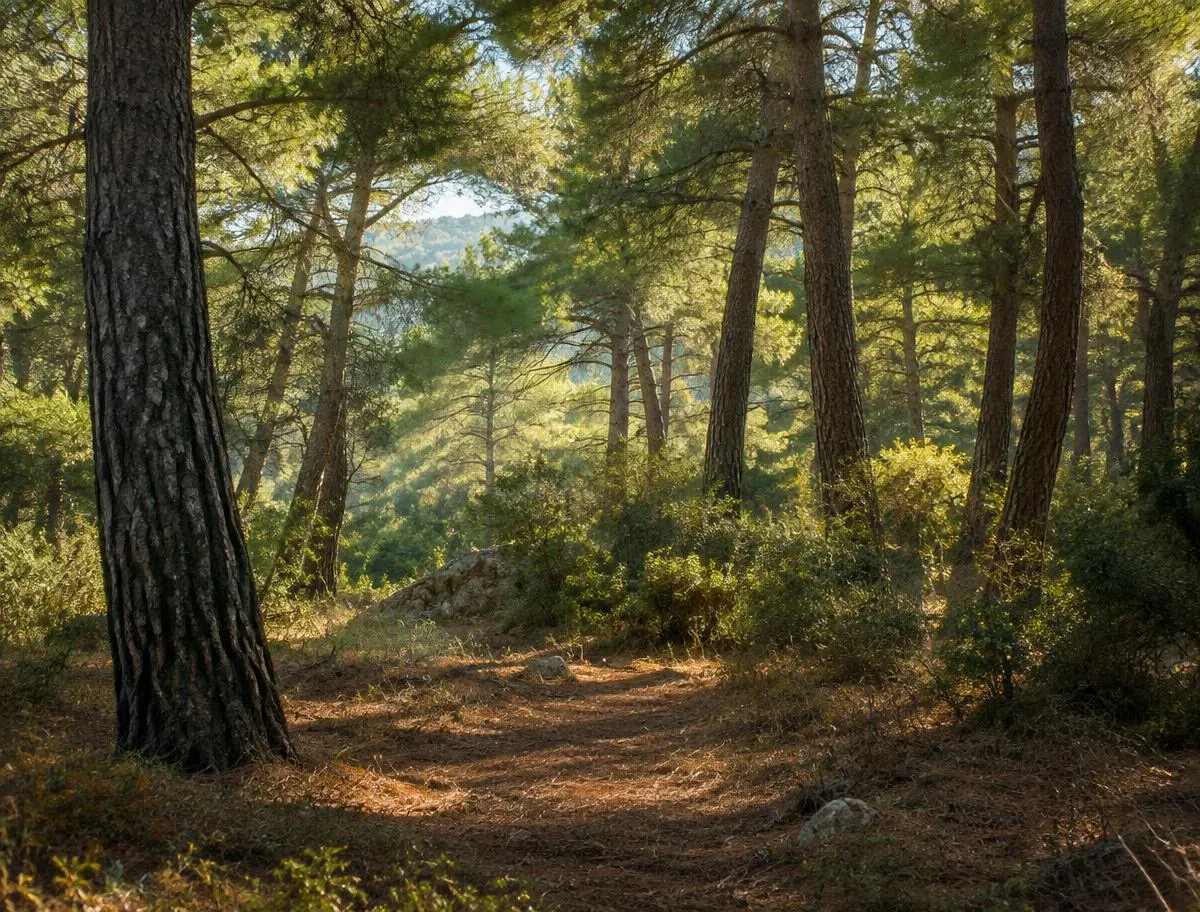 Pineta mediterranea attraversata dalla luce, con sottobosco e aghi di pino al suolo